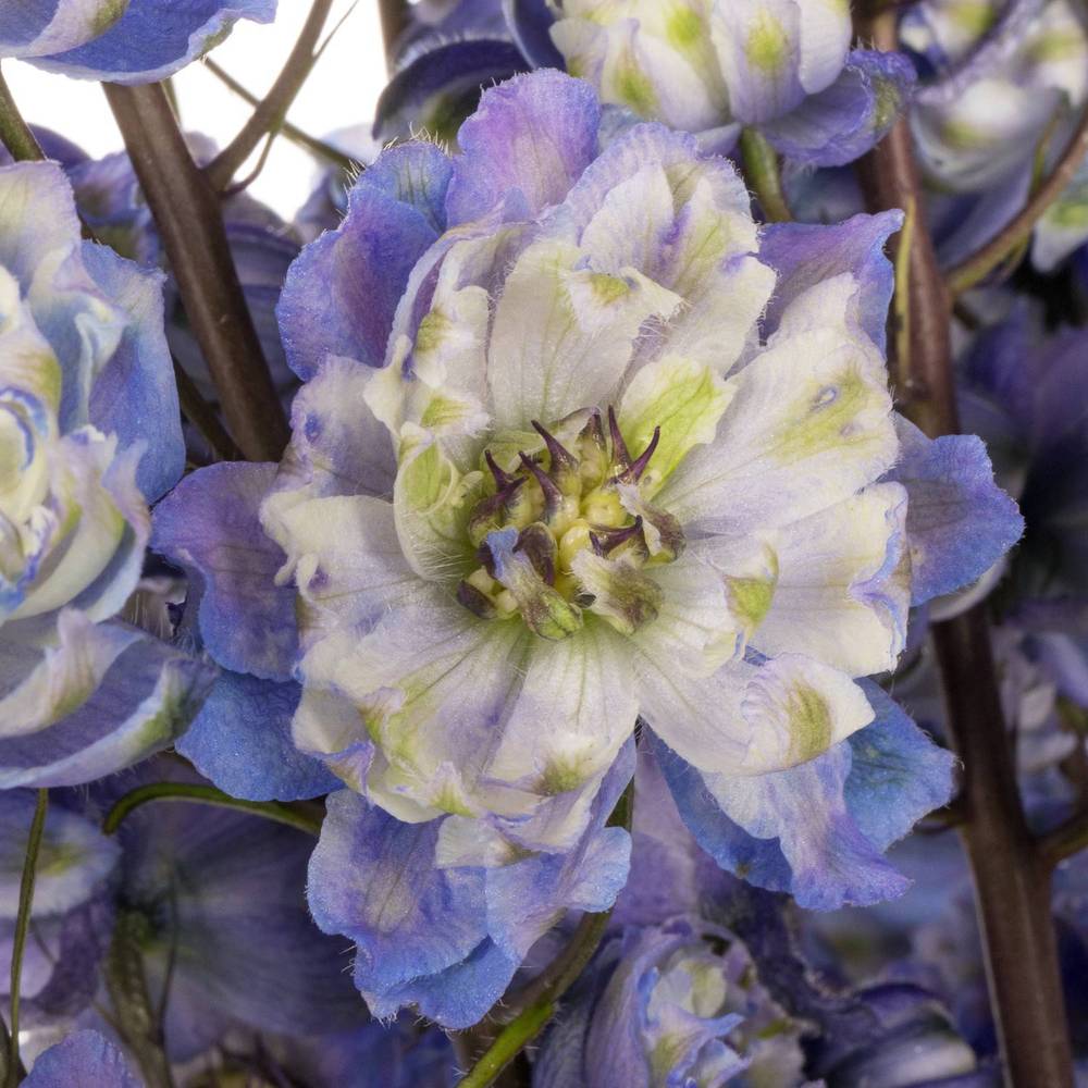 Delphinium blau weiss La Bohe'me 80cm