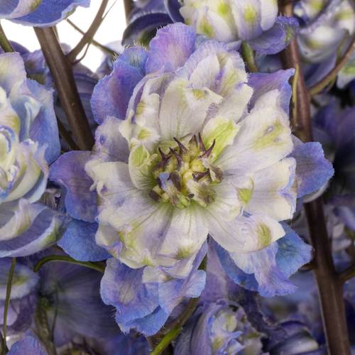 Delphinium blau weiss La Bohe'me 80cm