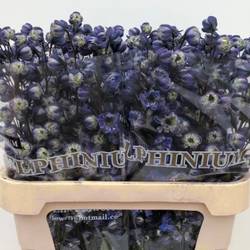 Delphinium blau / weiss La Bohe'me 80cm