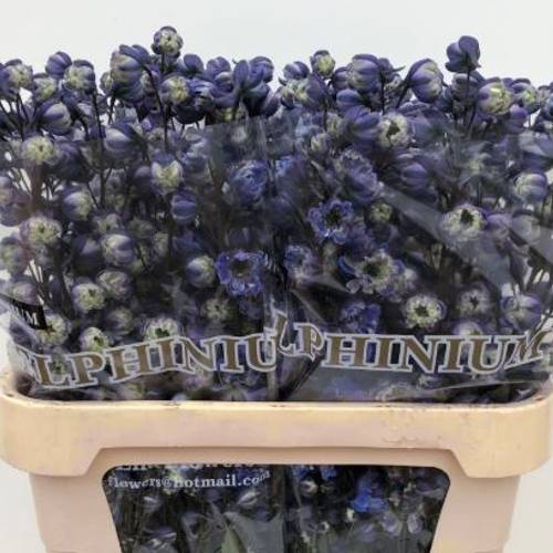 Delphinium blau / weiss La Bohe'me 80cm