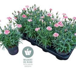 Dianthus Raspberry Eyes T12 H025