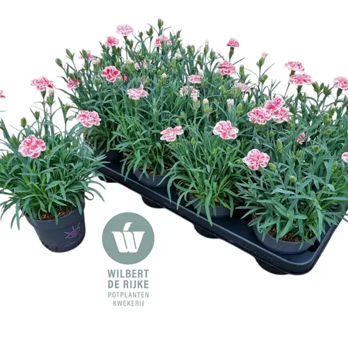 Dianthus rosa mix Raspberry Eyes T12 H025