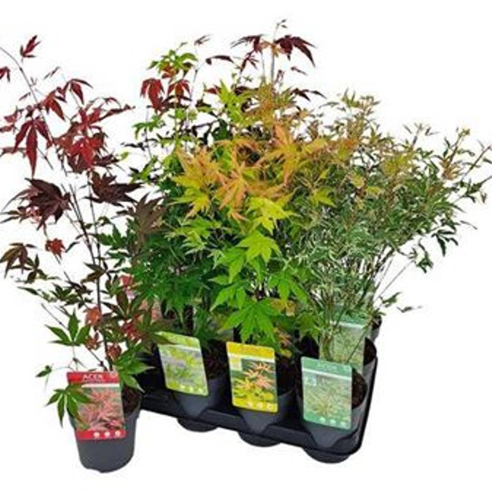 Acer mix Schnapchen Von Uhr T10 H40