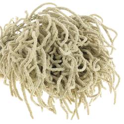 Amaranthus stehend creme Yearming Desert 80cm
