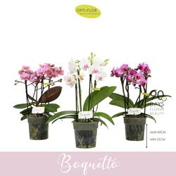 phal.3-5R mix Boquetto T12 H035