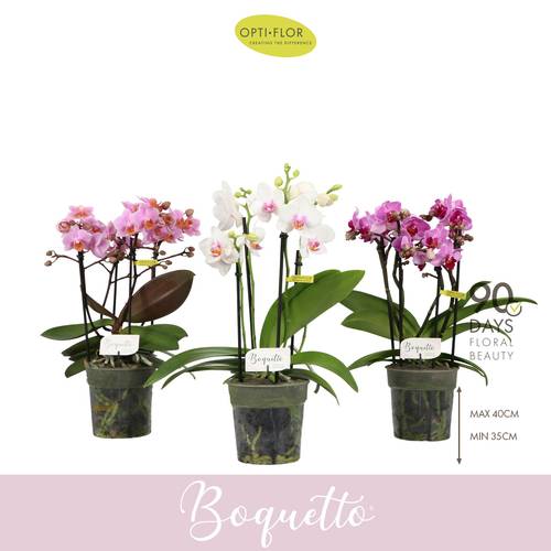 phal.3-5R mix Boquetto T12 H035