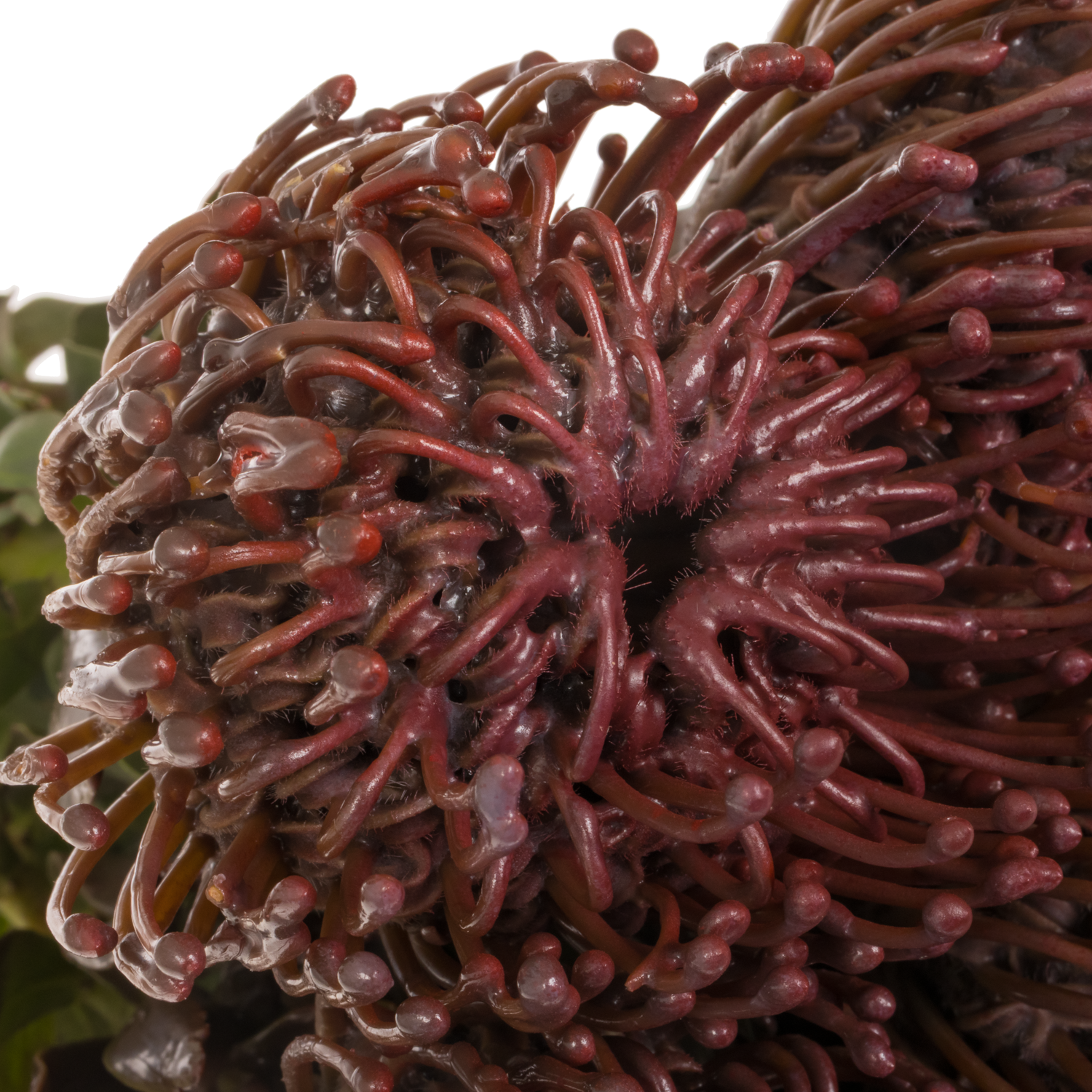 Nutans aubergine Wachs 60cm