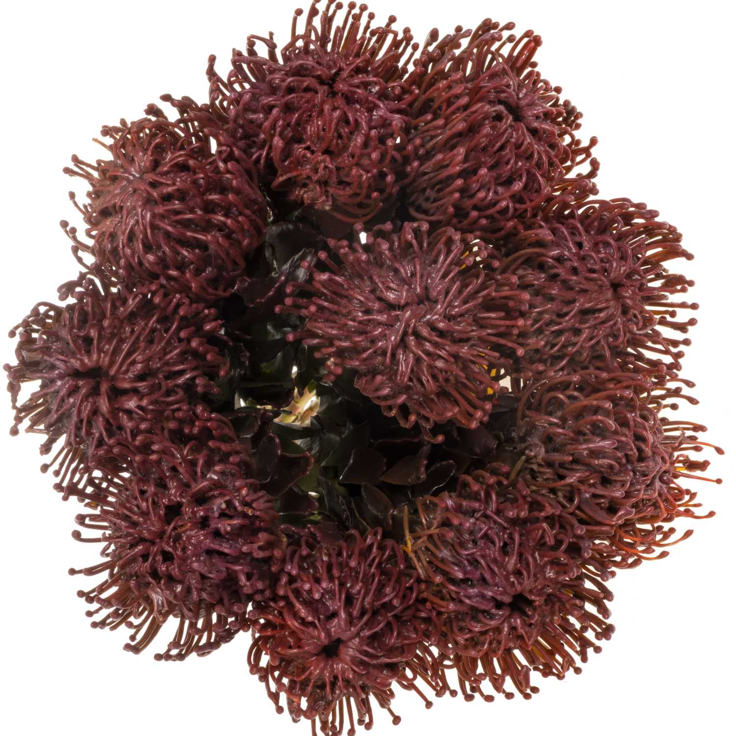 Nutans aubergine Wachs 60cm
