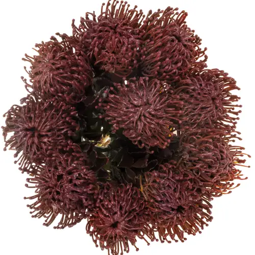 Nutans aubergine Wachs 60cm