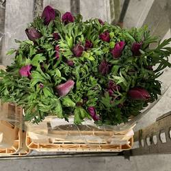 Anemone fuchsia Mistral Plus Fuchsia 45cm