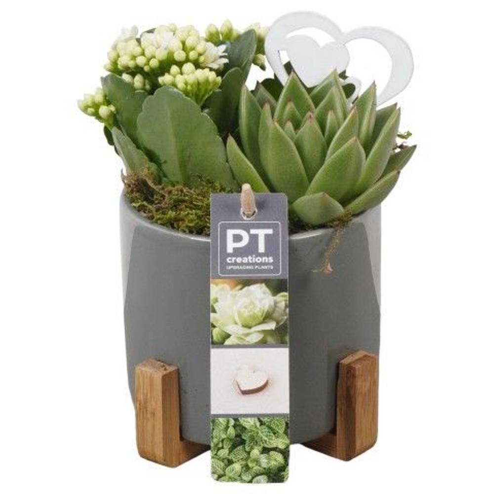 Mutter.Arr PTVMB4782 T12 H017