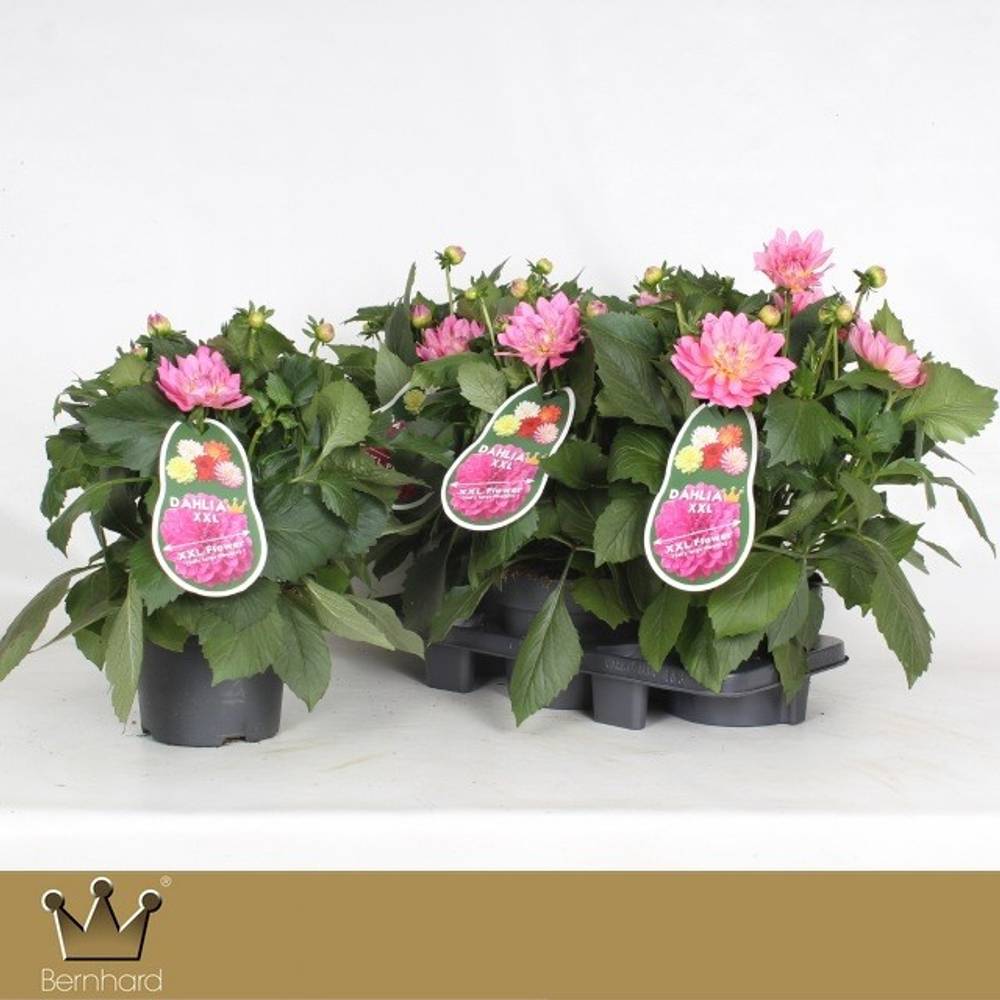 Dahlia rosa Merida Aztec T19 H040