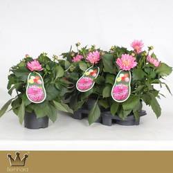 Dahlia rosa Merida Aztec T19 H040