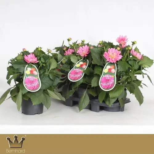 Dahlia rosa Merida Aztec T19 H040