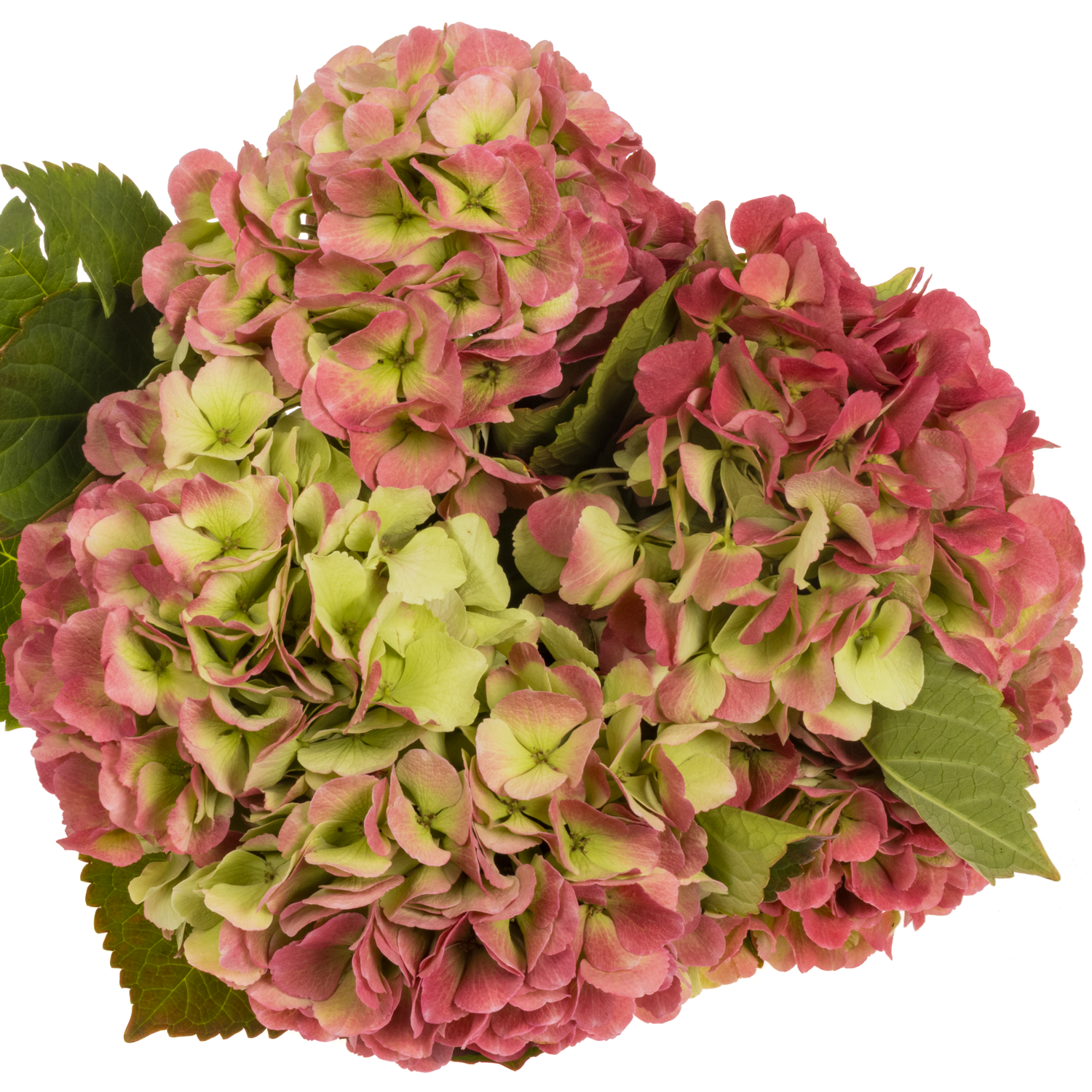 Hortensie rot/hell grün Monika classic Bol 19cm 60cm