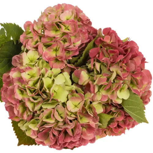 Hortensie rosa/grün Monika classic Bol 19cm 60cm