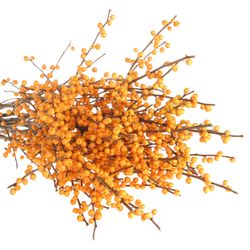 Ilex orange Cresgold 60cm