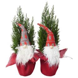 Chamaecyparis Ellwoodii Jute Gnom PTK25212 T13 H050