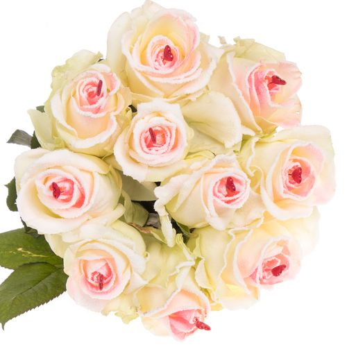 Rose Avalanche Sugar Love 70cm