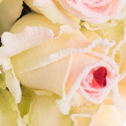 Rose Avalanche Sugar Love 70cm