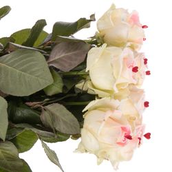 Rose Avalanche Sugar Love 70cm