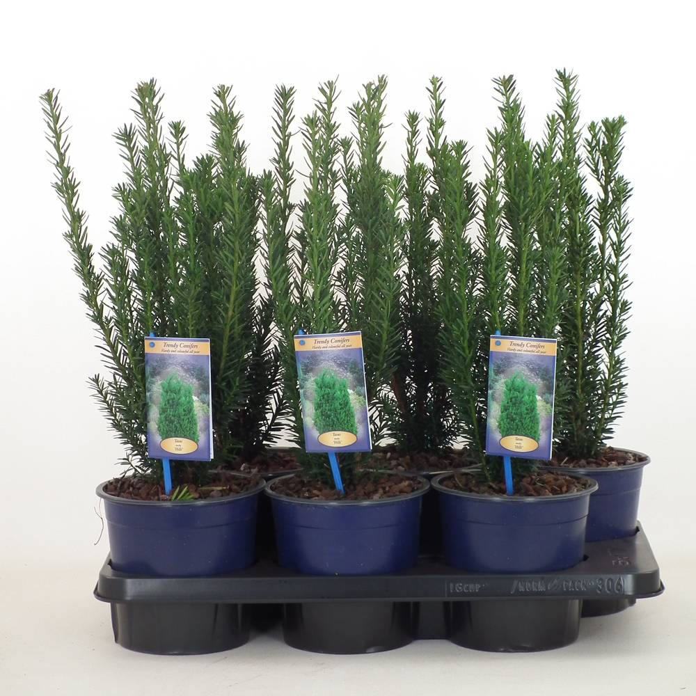 Taxus Media Hillii T17 H030