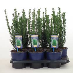 Taxus Media Hillii T17 H030