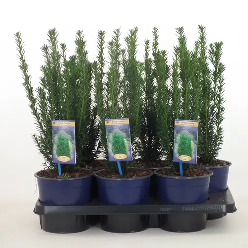 Taxus Media Hillii T17 H030