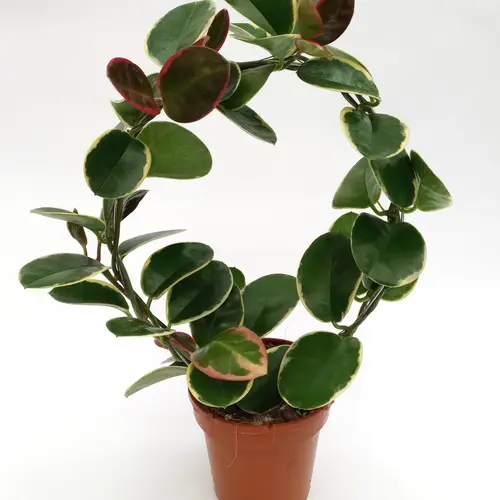 Hoya grün Blondie bogen T12 H045