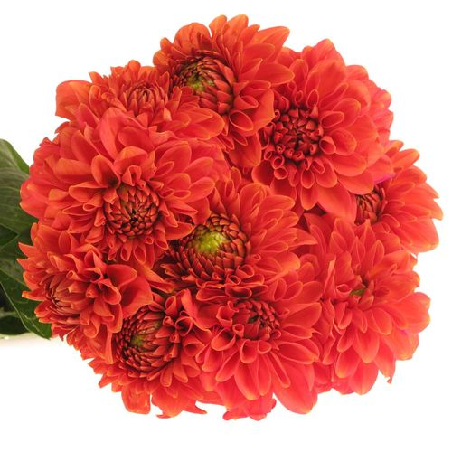 Dahlia dunkel orange Fox 60cm