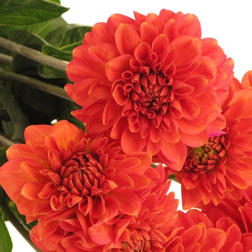 Dahlia dunkel orange Fox 60cm