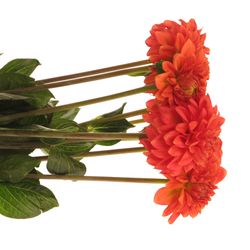 Dahlia dunkel orange Fox 60cm