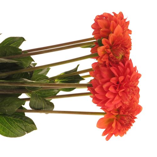 Dahlia dunkel orange Fox 60cm
