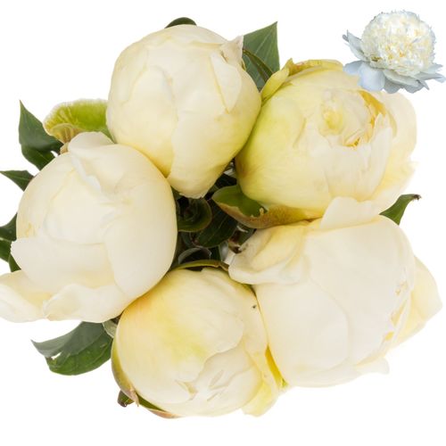 Pfingstrose weiss/creme Bridal Shower 55cm