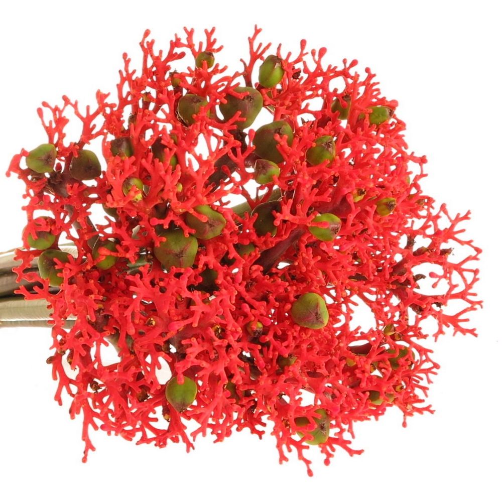 Jatropha rot Firecrack 35cm