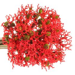 Jatropha rot Firecrack 35cm
