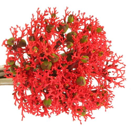 Jatropha rot Firecrack 35cm