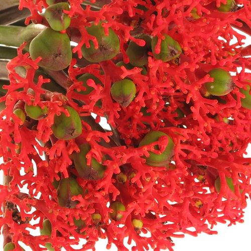Jatropha rot Firecrack 35cm