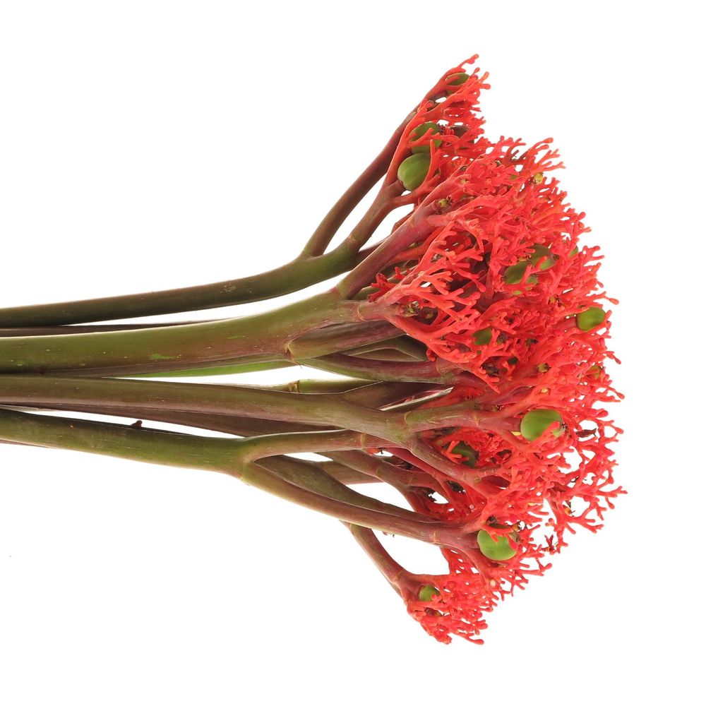 Jatropha rot Firecrack 35cm