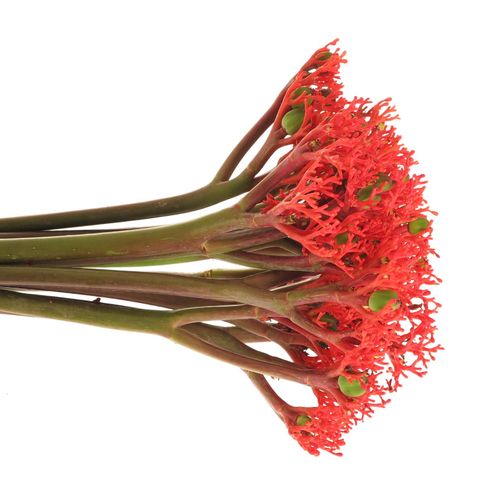 Jatropha rot Firecrack 35cm