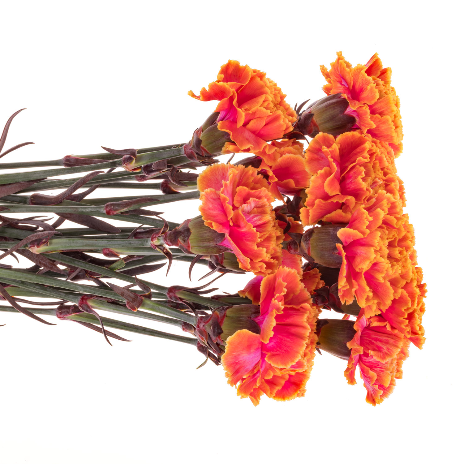 Nelke orange Fireball gefärbt 70cm