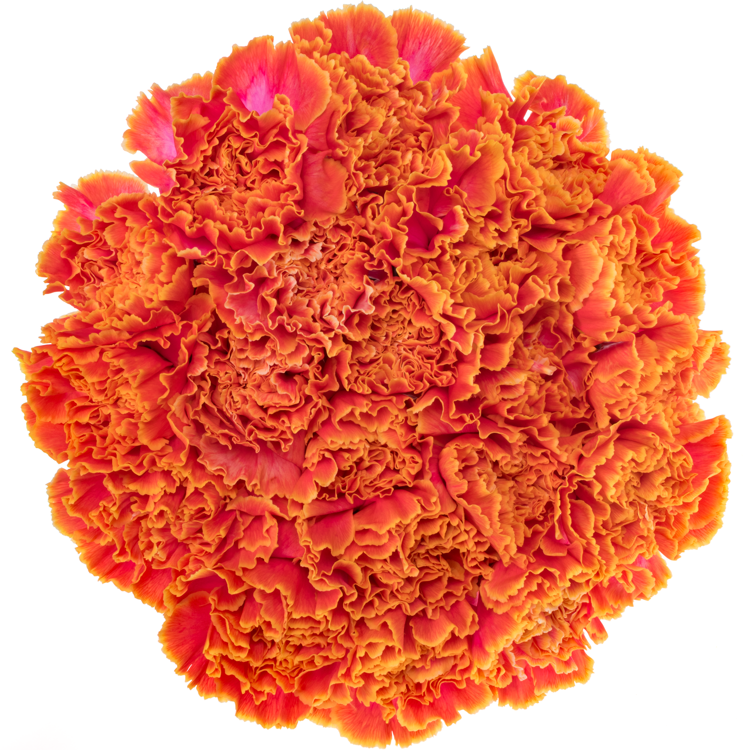 Nelke orange Fireball gefärbt 70cm