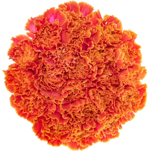 Nelke orange Fireball gefärbt 70cm