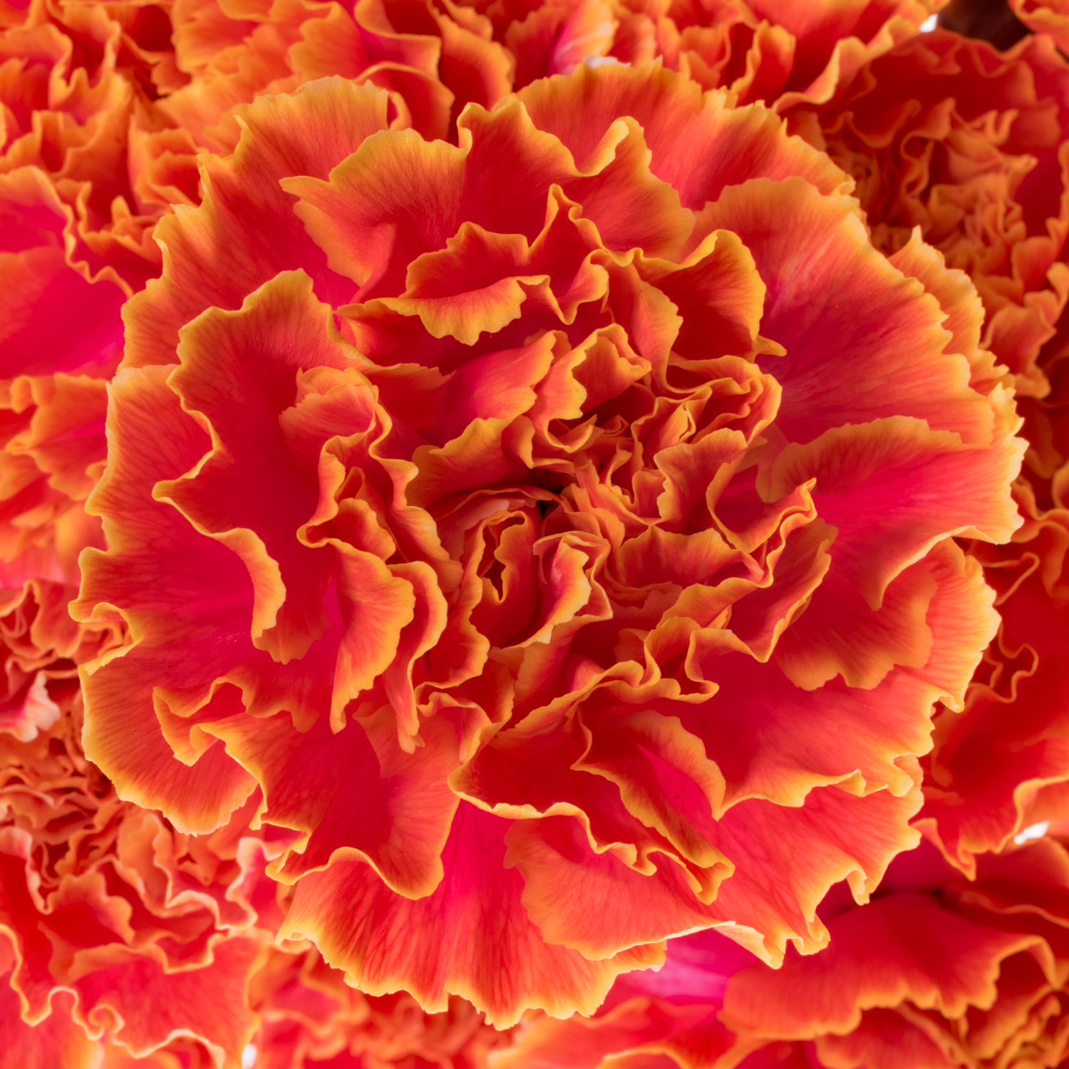 Nelke orange Fireball gefärbt 70cm