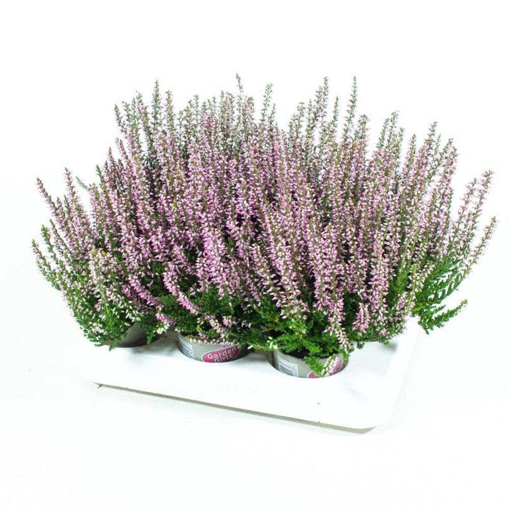 Calluna lila GG Mini T06 H010