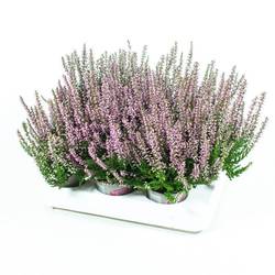 Calluna lila GG Mini T06 H010