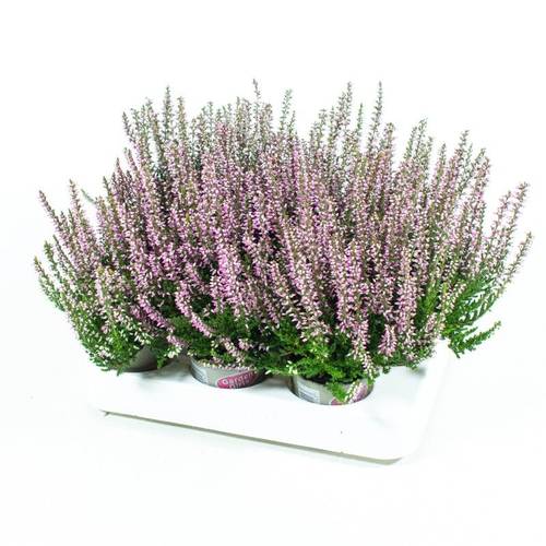 Calluna lila GG Mini T06 H010