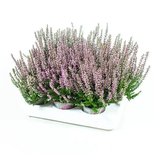 Calluna lila GG Mini T06 H010