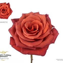 Rose braun Premium Amaretto 50cm