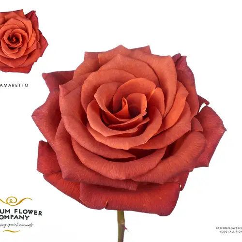 Rose braun Premium Amaretto 50cm